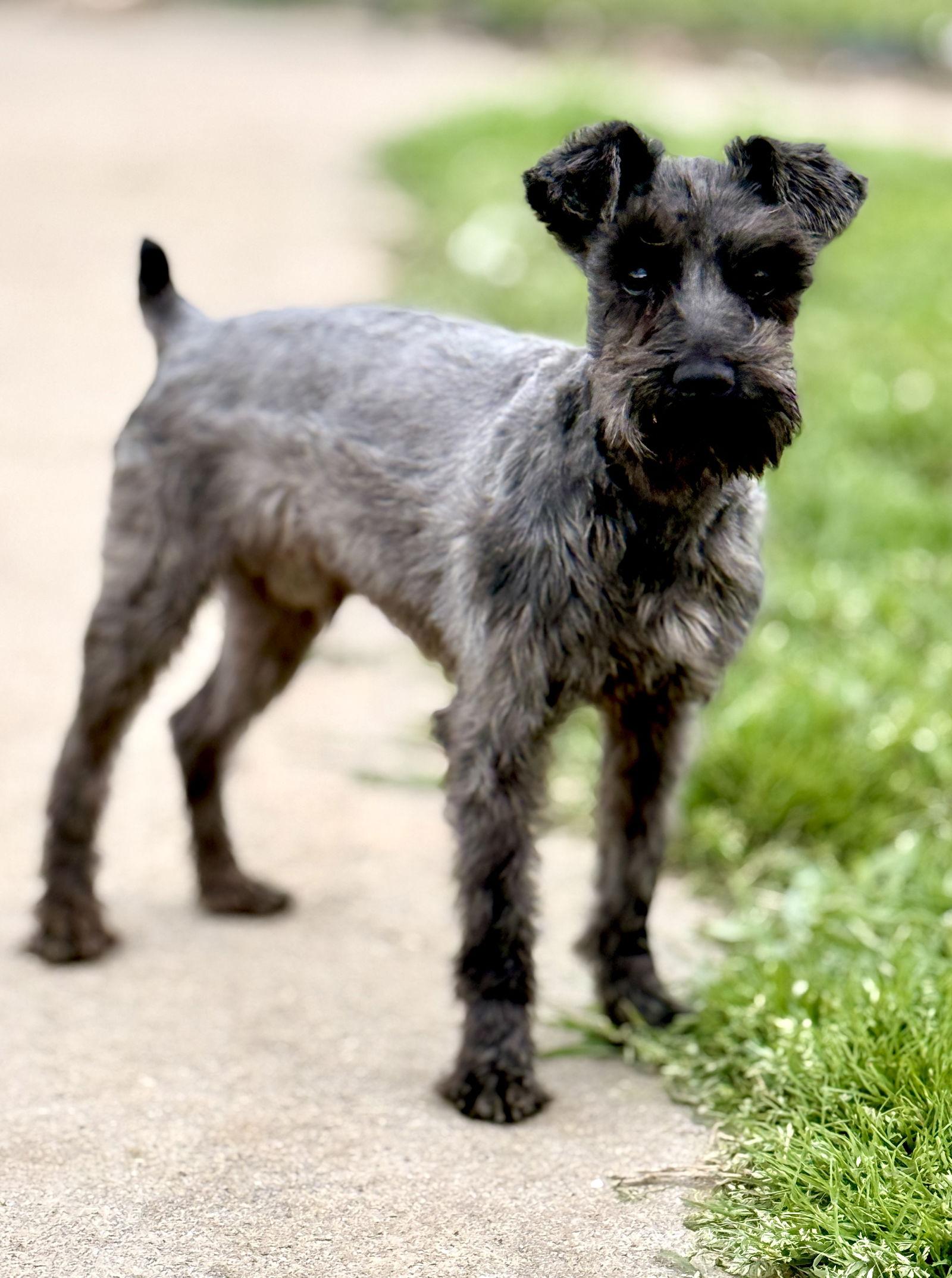 Enlarge Brody, a Adopted Schnauzer in Prague, OK image 3/3