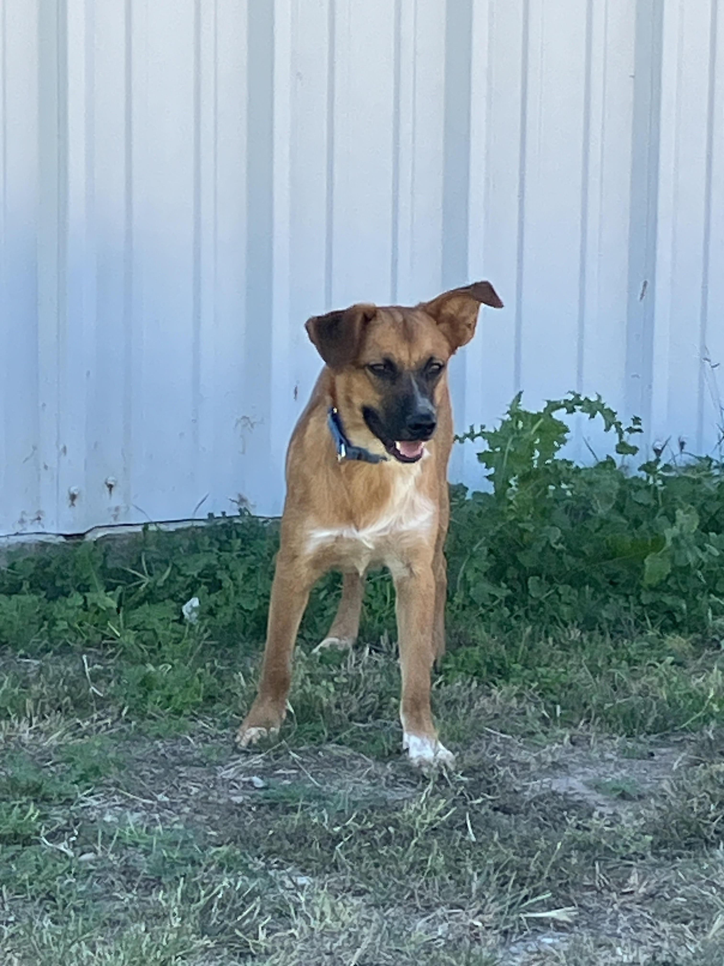 Tanner-Totally Terrific