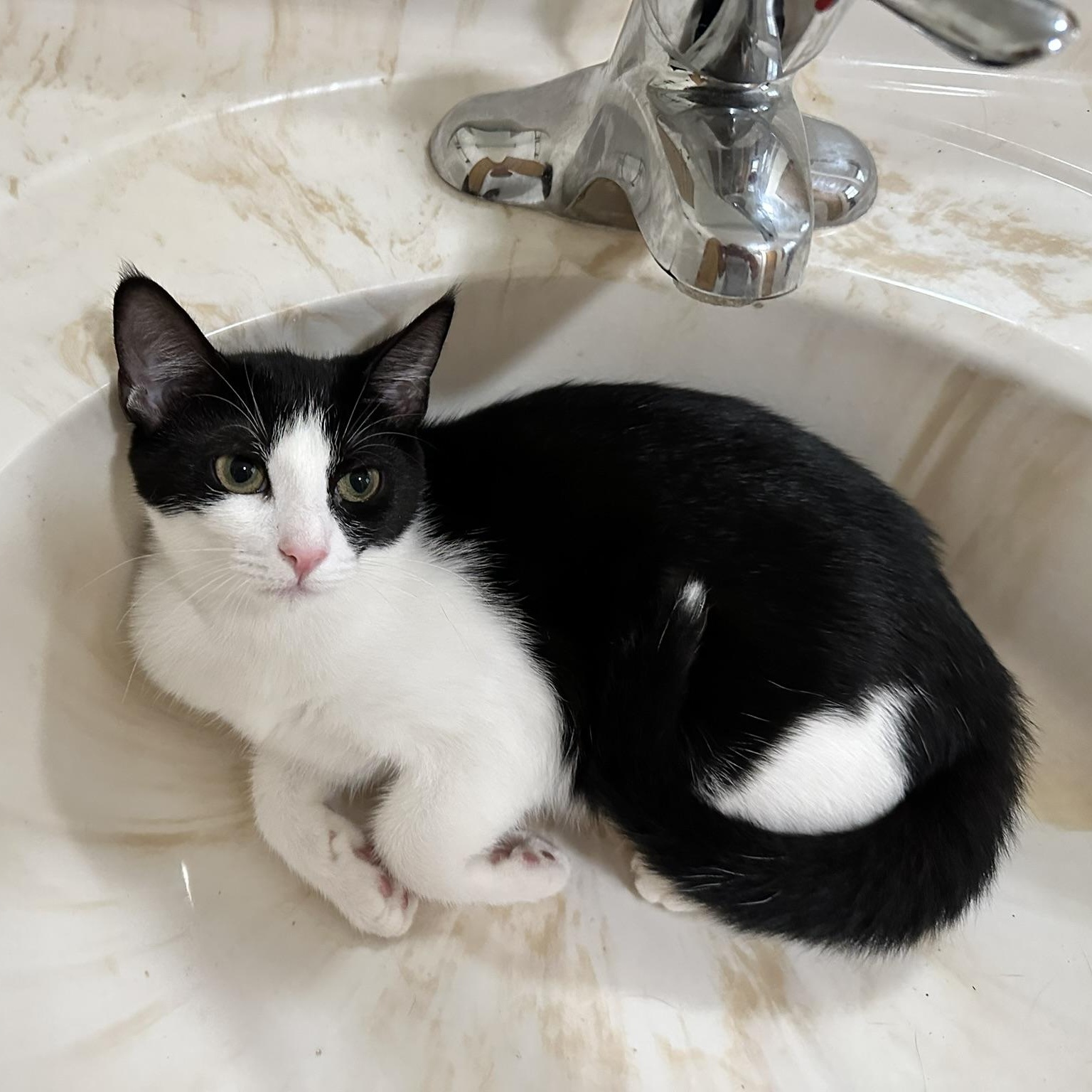 Enlarge Rosy, a Adoptable Domestic Short Hair in Allentown, PA image 1/3