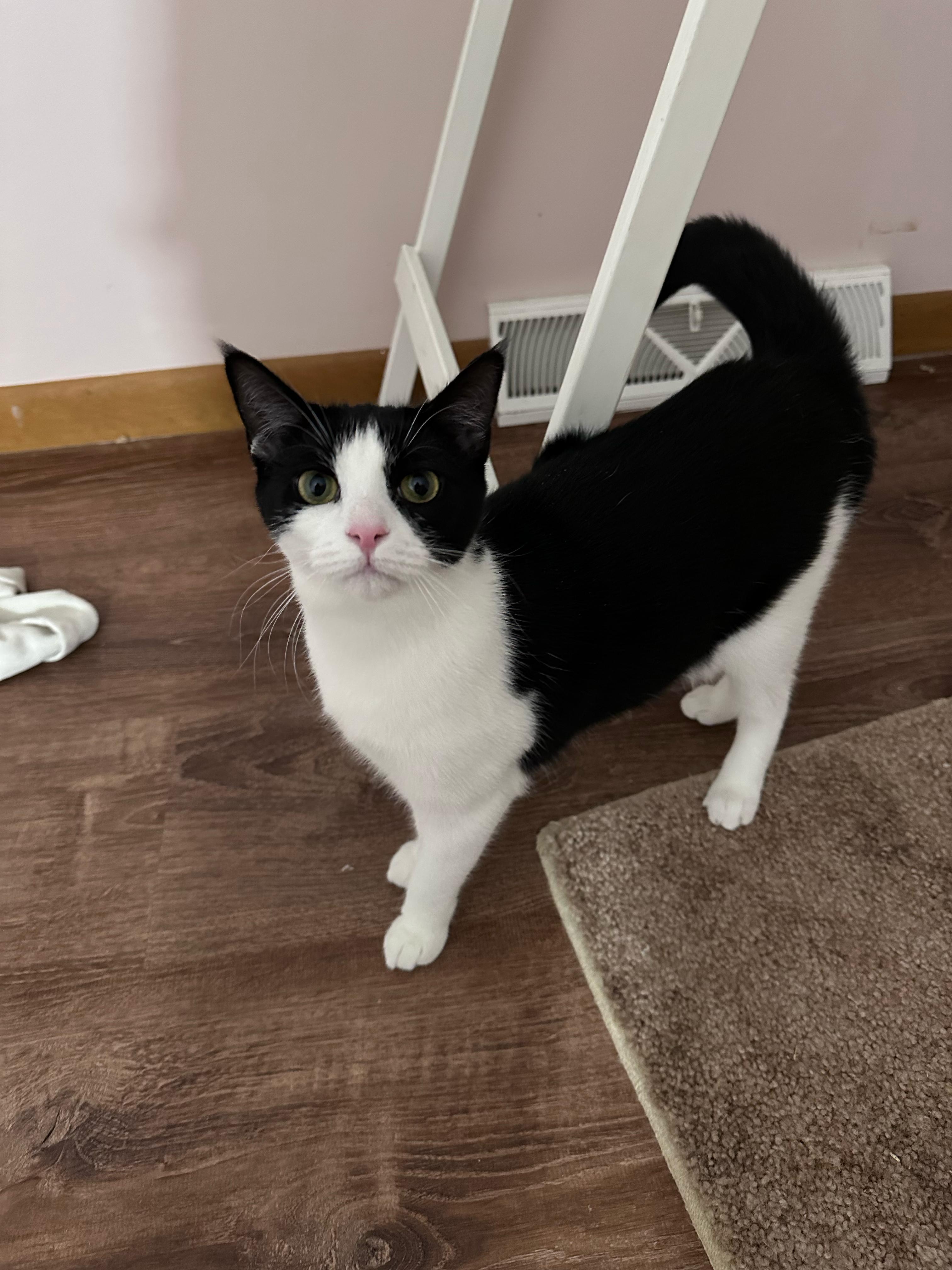 Enlarge Rosy, a Adoptable Domestic Short Hair in Allentown, PA image 2/3