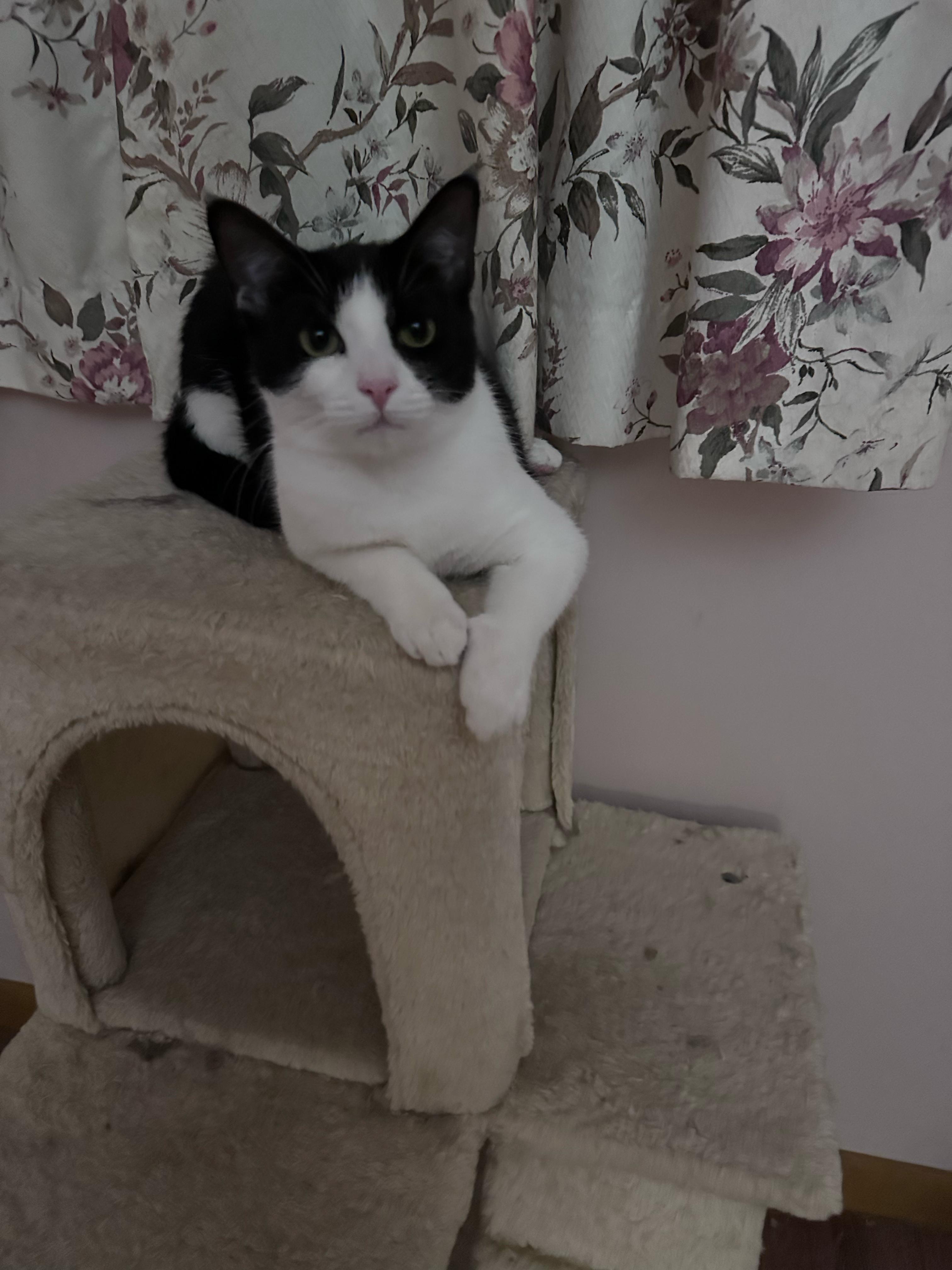 Enlarge Rosy, a Adoptable Domestic Short Hair in Allentown, PA image 3/3