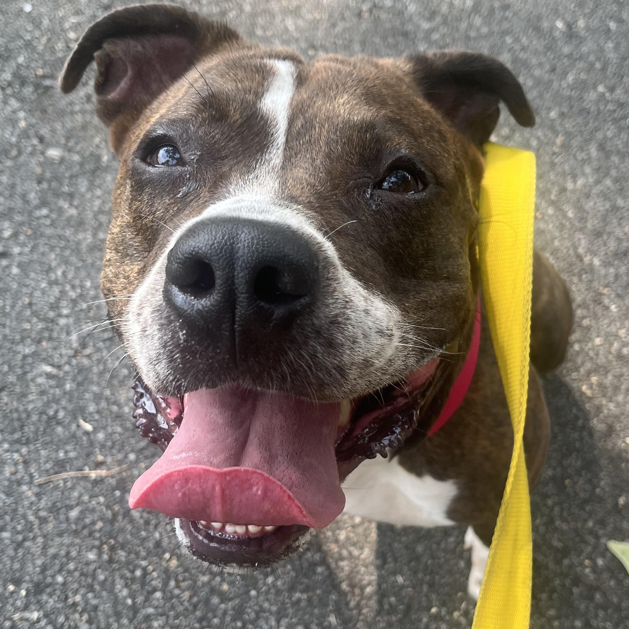 Jazz, a Adoptable American Staffordshire Terrier in East Orange, NJ image 3/5