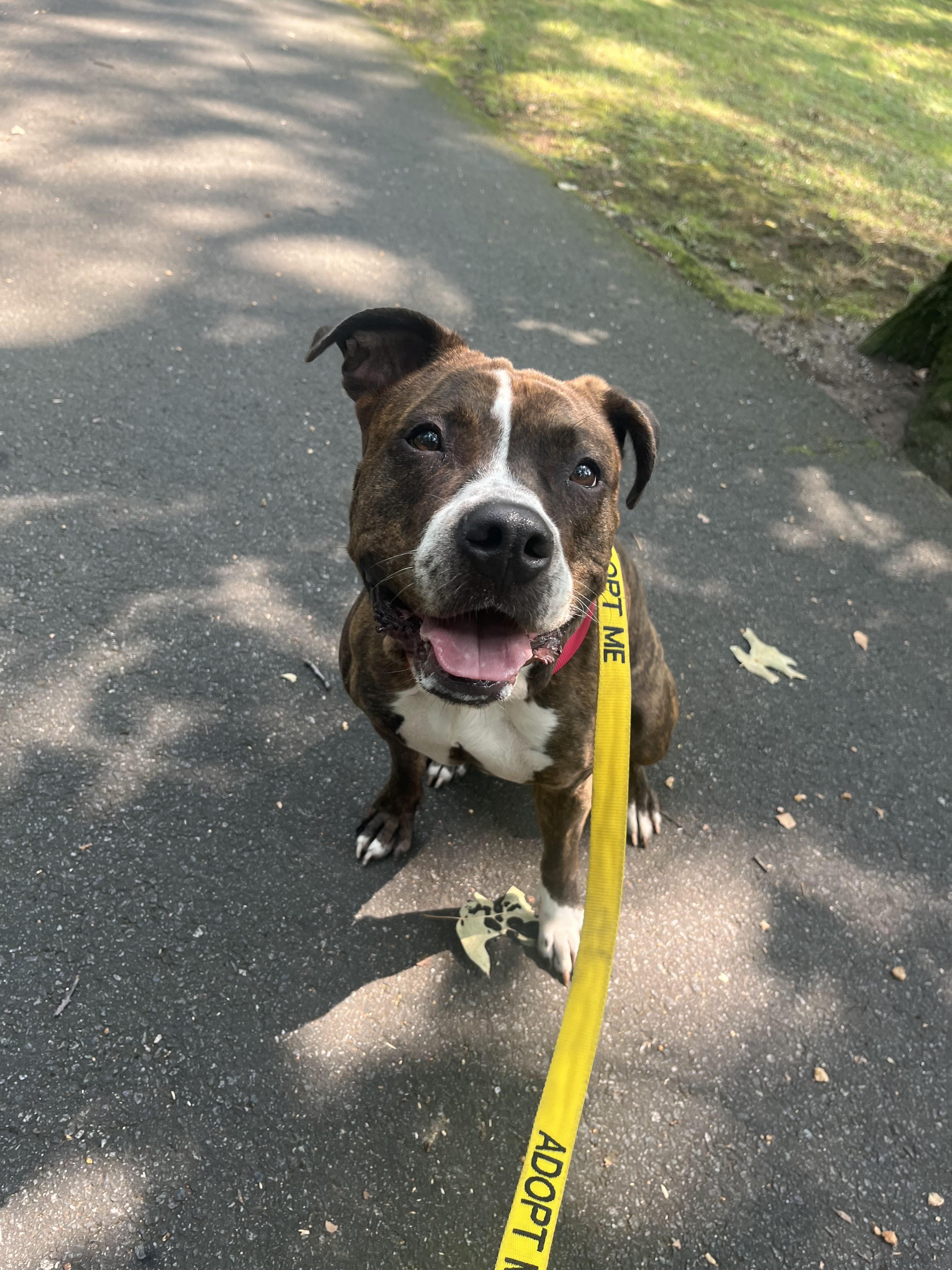 Jazz, a Adoptable American Staffordshire Terrier in East Orange, NJ image 1/5