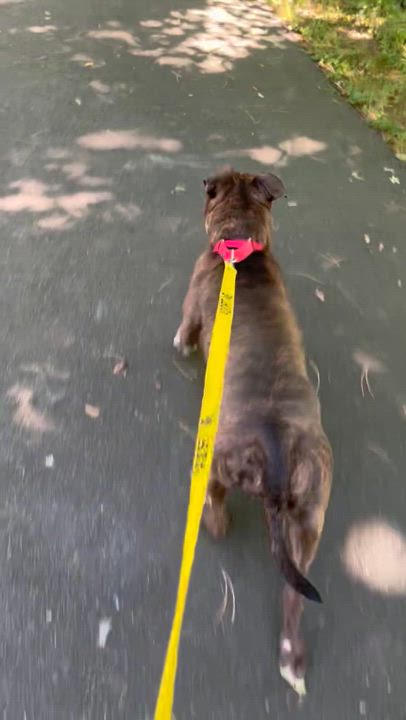 Enlarge Jazz, a Adoptable American Staffordshire Terrier in East Orange, NJ video 5/5