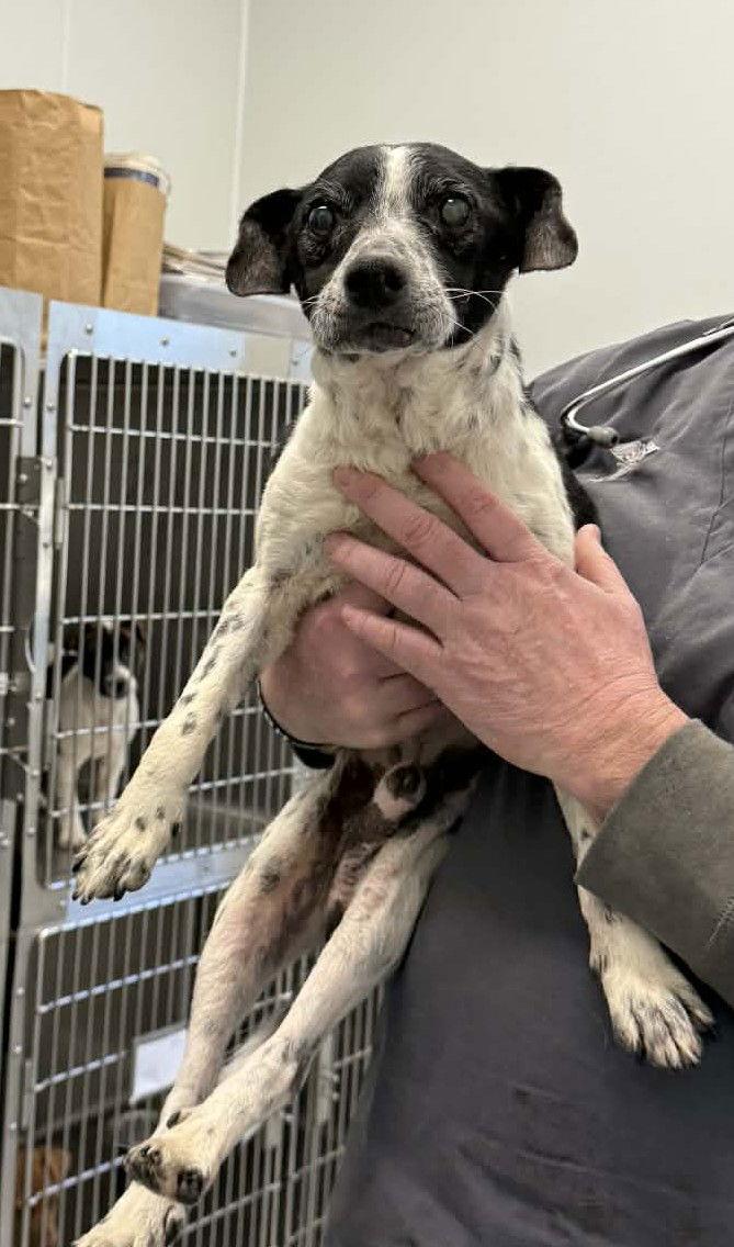 Enlarge Jingle, a Adoptable Chihuahua in Charlotte, NC image 1/3