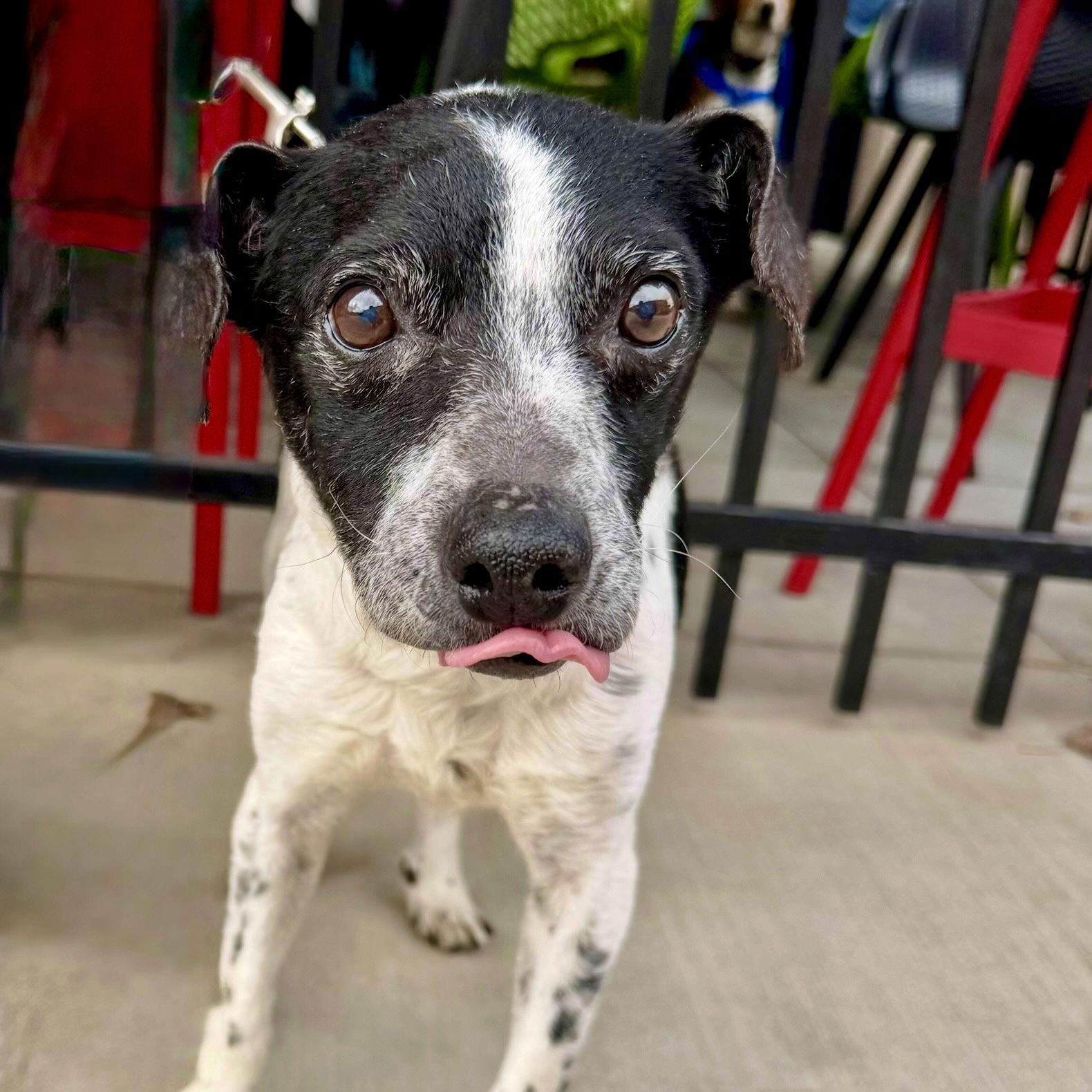 Enlarge Jingle, a Adoptable Chihuahua in Charlotte, NC image 2/3