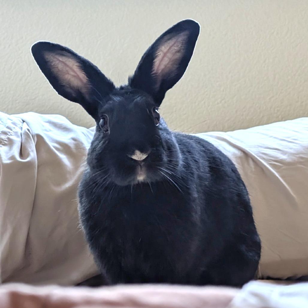 Enlarge Lumi, a Adoptable Bunny Rabbit in Elverta, CA image 1/1
