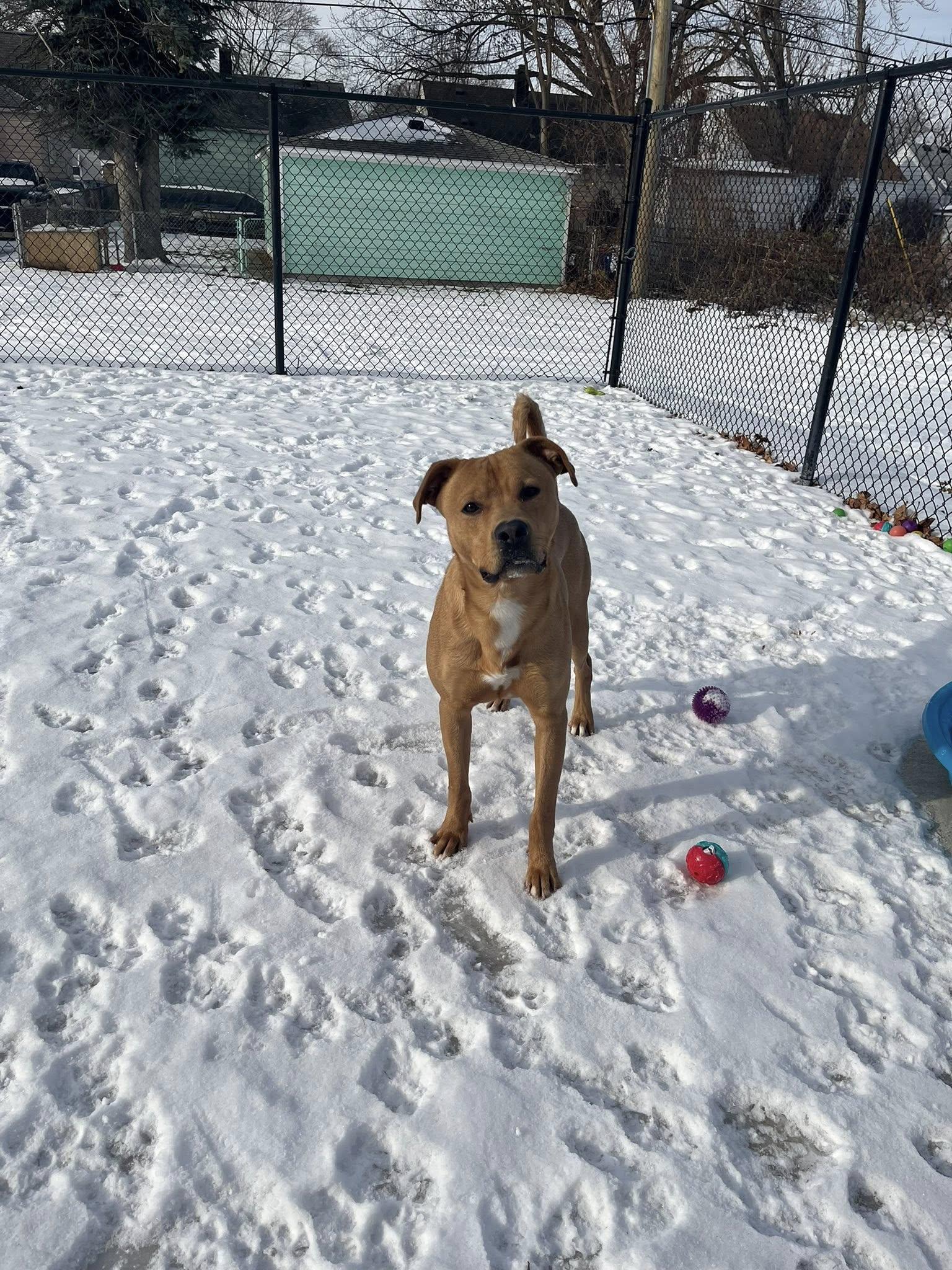 Enlarge Biria, a Adoptable mixed breed in Lincoln Park, MI image 1/2