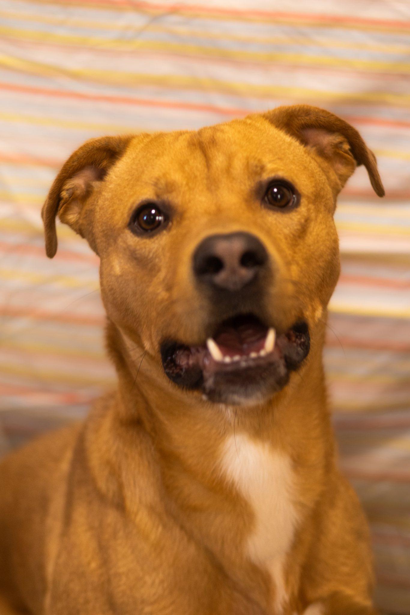 Biria, Adoptable, Young Male Pit Bull Terrier.