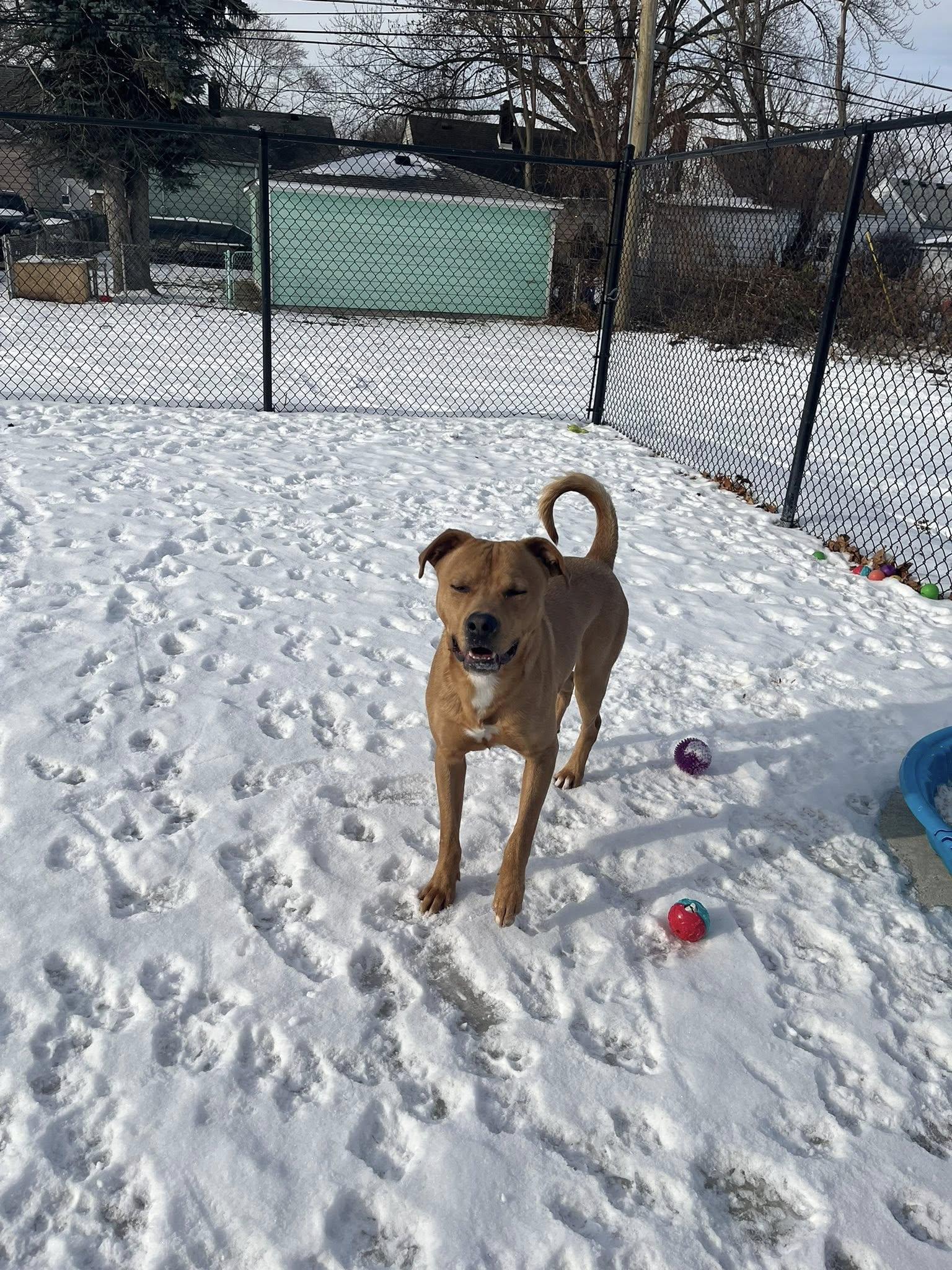 Enlarge Biria, a Adoptable mixed breed in Lincoln Park, MI image 2/2