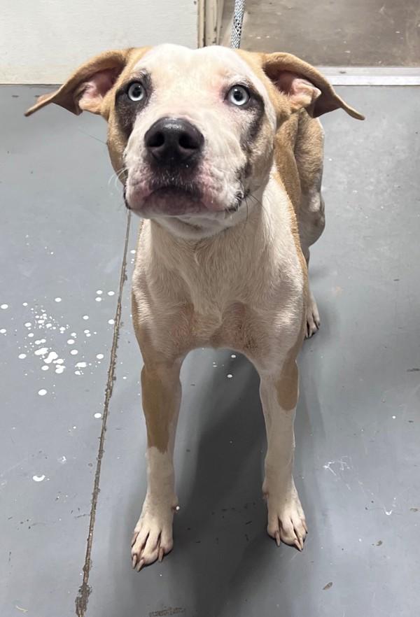 26-08-2418b Fiona, Adoptable, Adult Female Pit Bull Terrier.