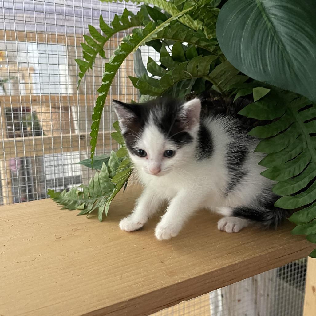 Blossom, Adoptable, Kitten Female Domestic Short Hair.