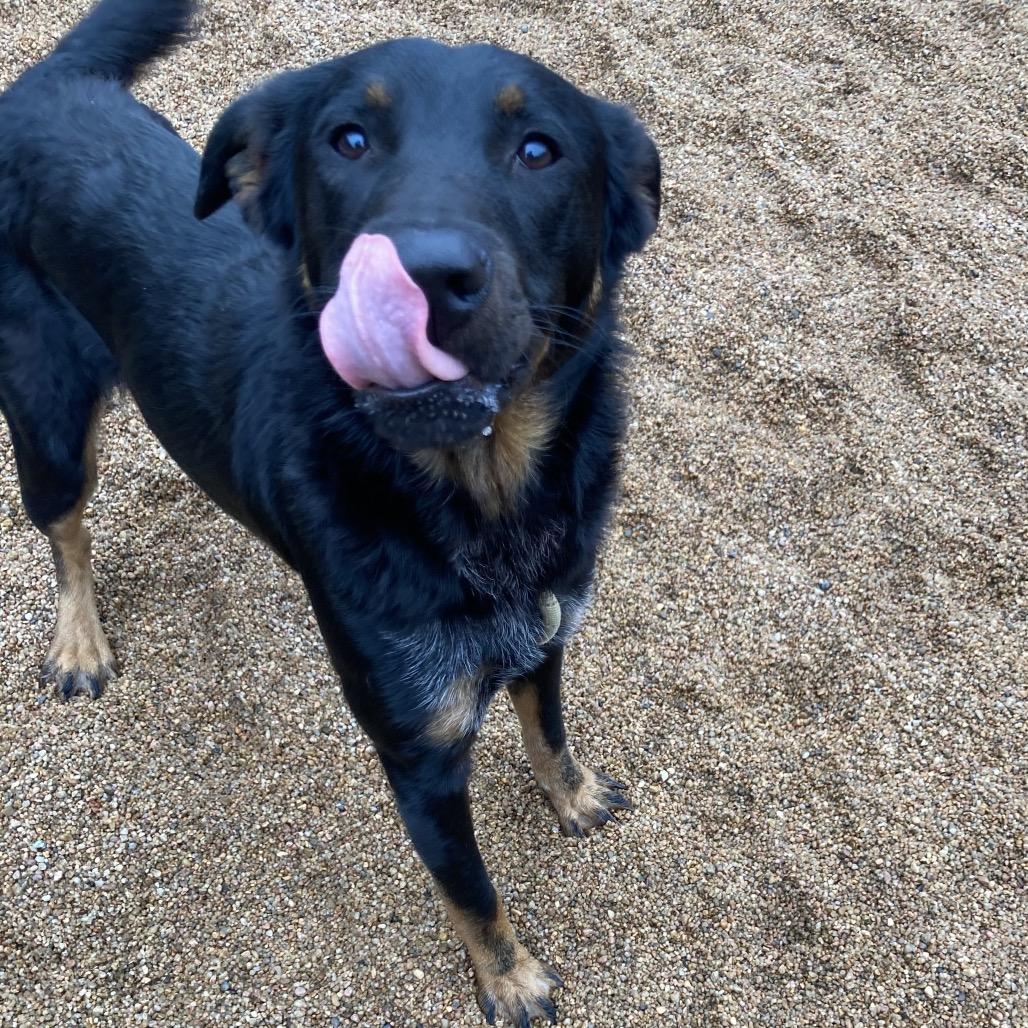 Max, Adoptable, Young Male Rottweiler & Australian Cattle Dog / Blue Heeler.