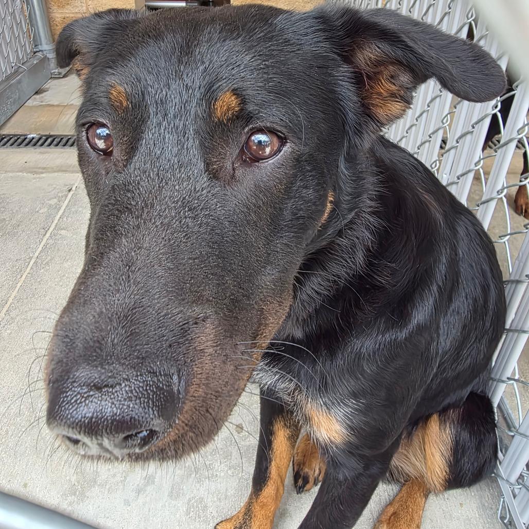 Max, a Adoptable mixed breed in Sand Springs, OK image 2/6