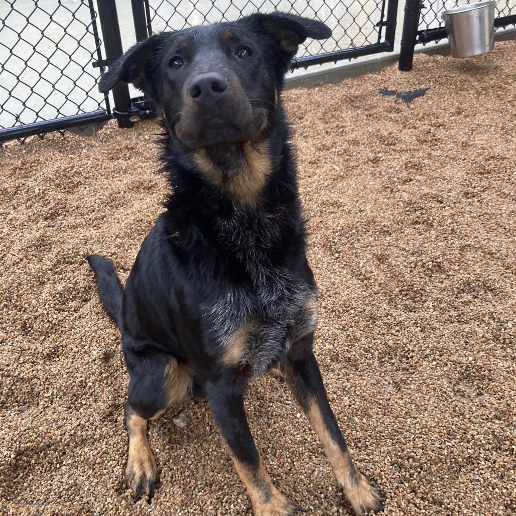Max, a Adoptable mixed breed in Sand Springs, OK image 3/6