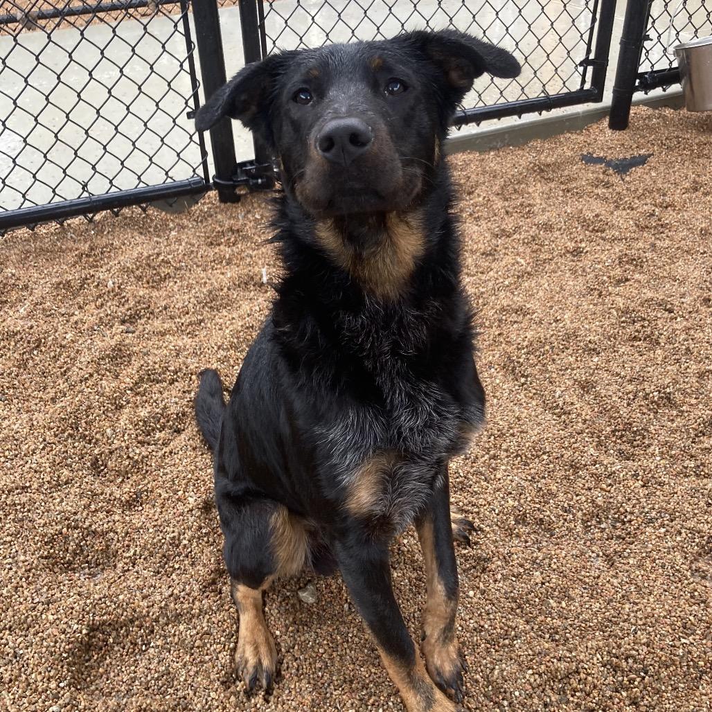 Max, a Adoptable mixed breed in Sand Springs, OK image 4/6