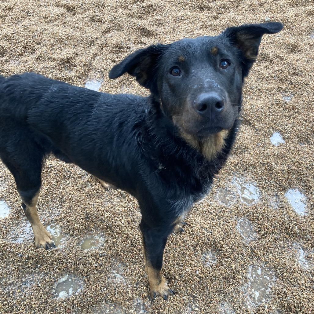 Max, a Adoptable mixed breed in Sand Springs, OK image 5/6