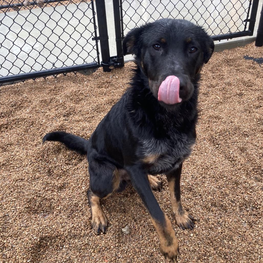 Max, a Adoptable mixed breed in Sand Springs, OK image 6/6