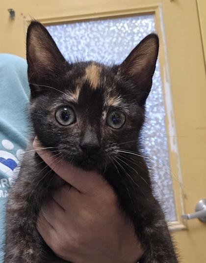 Enlarge Lyssa, a Adoptable Domestic Short Hair in Dothan, AL image 1/2