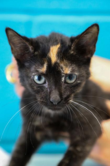 Enlarge Lyssa, a Adoptable Domestic Short Hair in Dothan, AL image 2/2