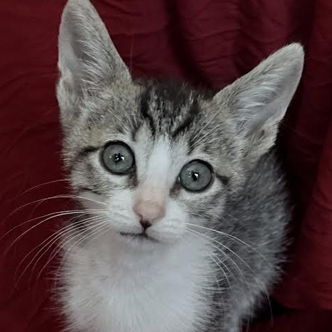Kai (Cheri), adopted, Kitten Male Tabby.
