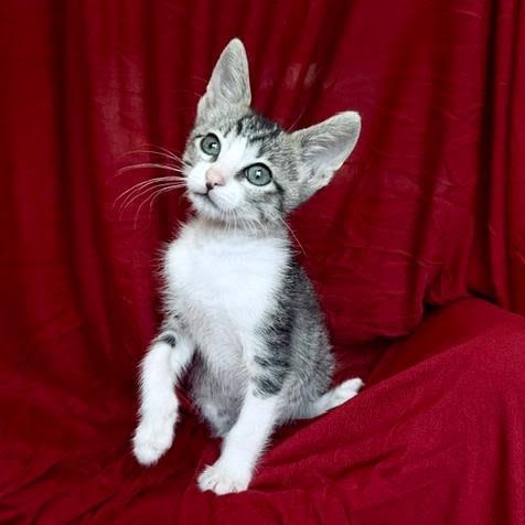 Enlarge Kai (Cheri), an adopted Tabby in Woodland Hills, CA image 2/4