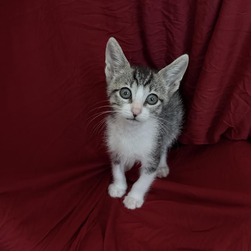 Enlarge Kai (Cheri), an adopted Tabby in Woodland Hills, CA image 3/4