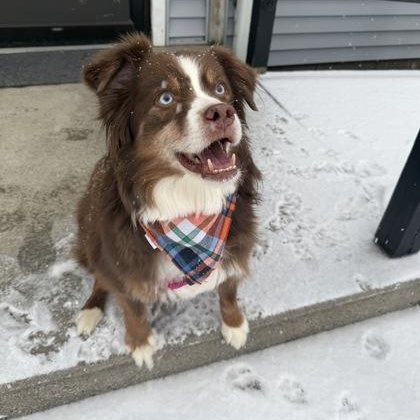Enlarge Pablo, an adopted Australian Shepherd in Worcester, MA image 1/2