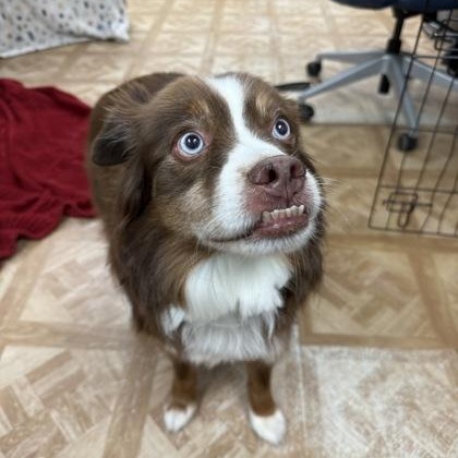 Enlarge Pablo, an adopted Australian Shepherd in Worcester, MA image 2/2