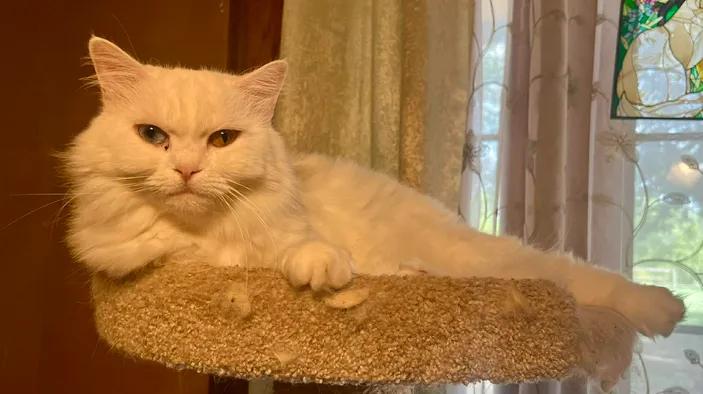 Lily, ADOPTABLE, Young Female Persian.