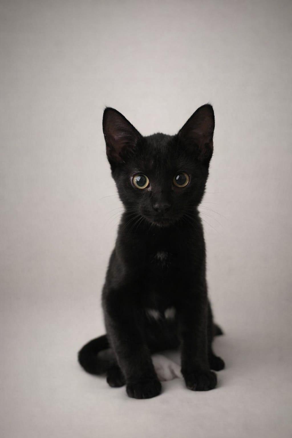 Enlarge Yalena, a ADOPTABLE Domestic Short Hair in Miami, FL image 1/1