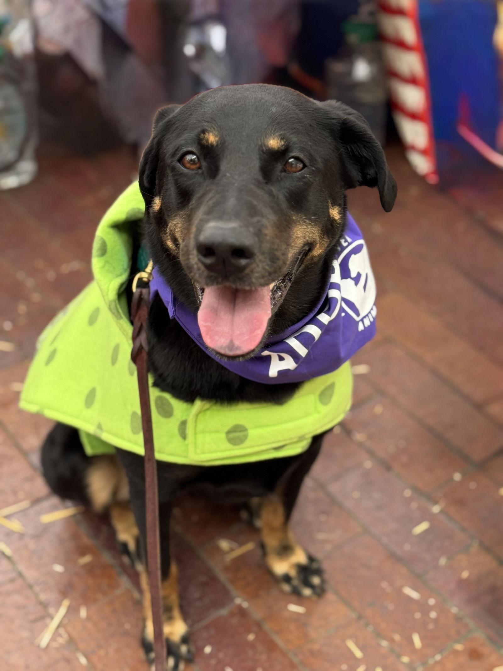 Louise, Adoptable, Adult Female Labrador Retriever.