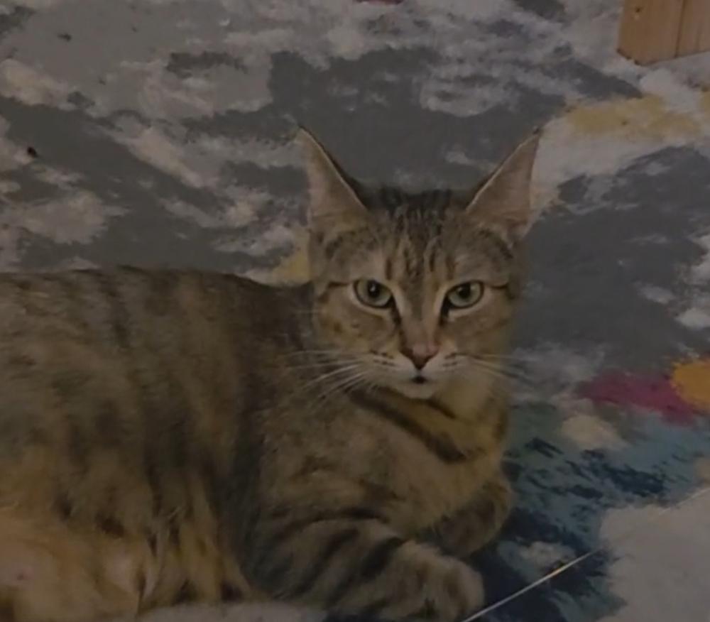 Bella (Lehigh Litter), Adoptable, Adult Female Domestic Short Hair.