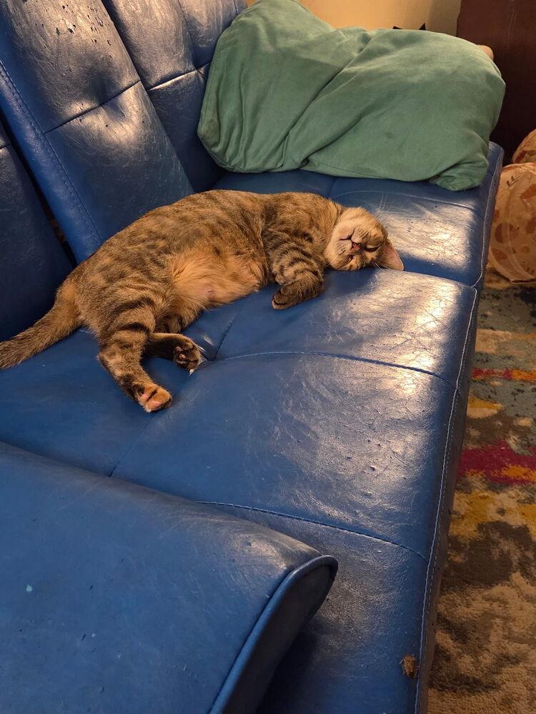 Enlarge Bella (Lehigh Litter), a Adoptable Domestic Short Hair in Telford, PA image 2/5