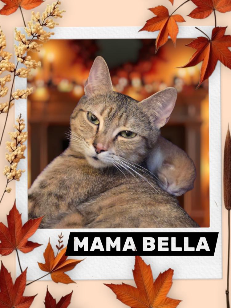 Enlarge Bella (Lehigh Litter), a Adoptable Domestic Short Hair in Telford, PA image 4/5