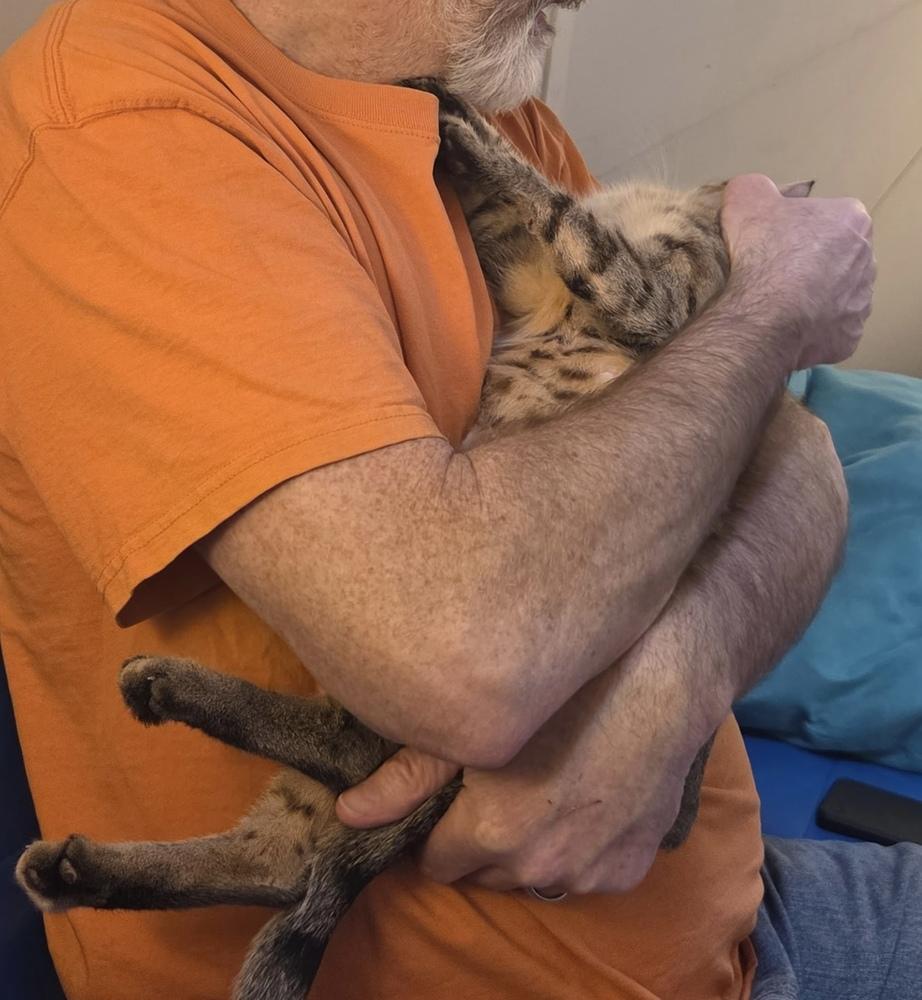 Enlarge Bella (Lehigh Litter), a Adoptable Domestic Short Hair in Telford, PA image 5/5