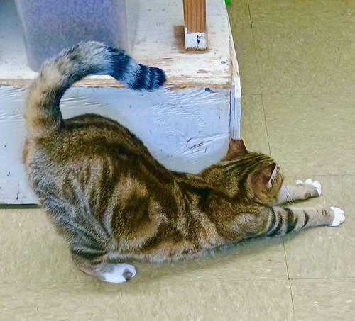 Tabitha (FCID# 05/01/2025 - 110) Willow Grove