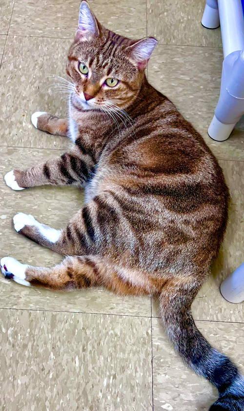 Tabitha (FCID# 05/01/2025 - 110) Willow Grove