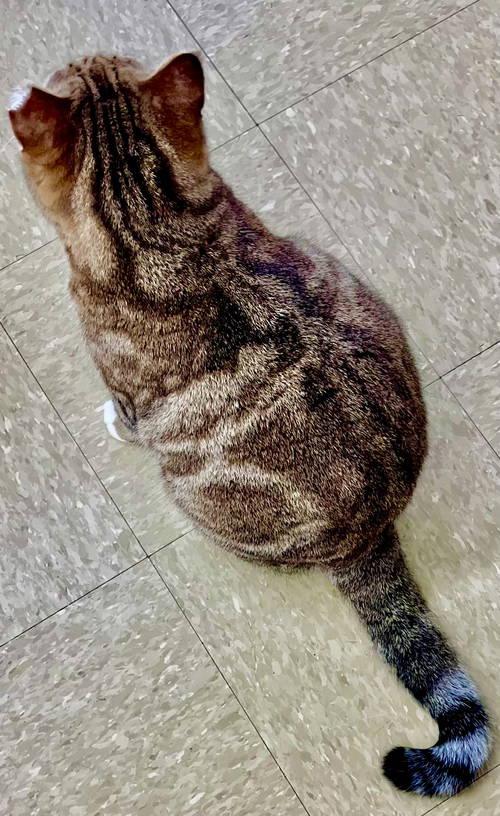 Tabitha (FCID# 05/01/2025 - 110) Willow Grove