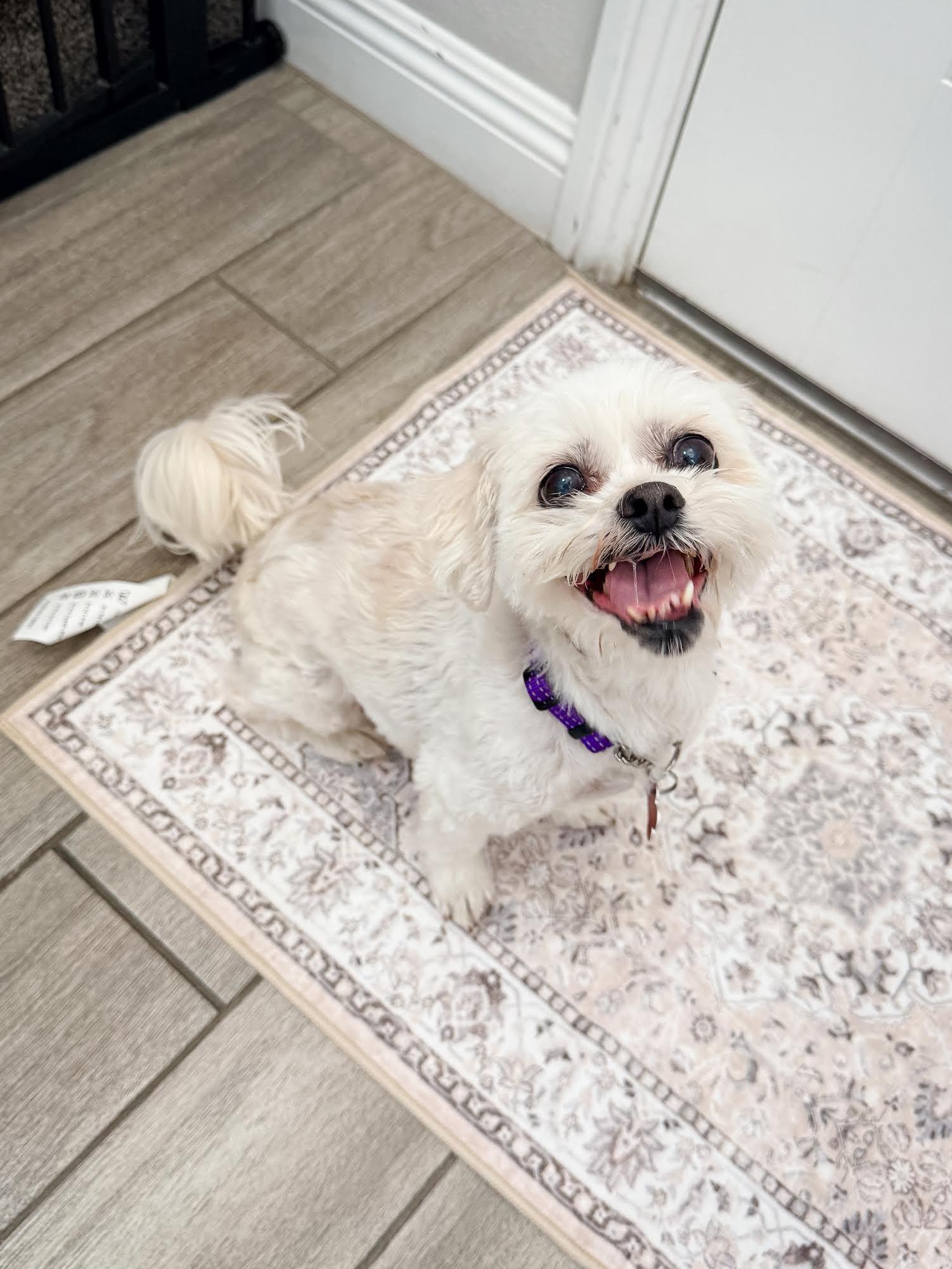 Cupid, a ADOPTABLE mixed breed in Las Vegas, NV image 3/3