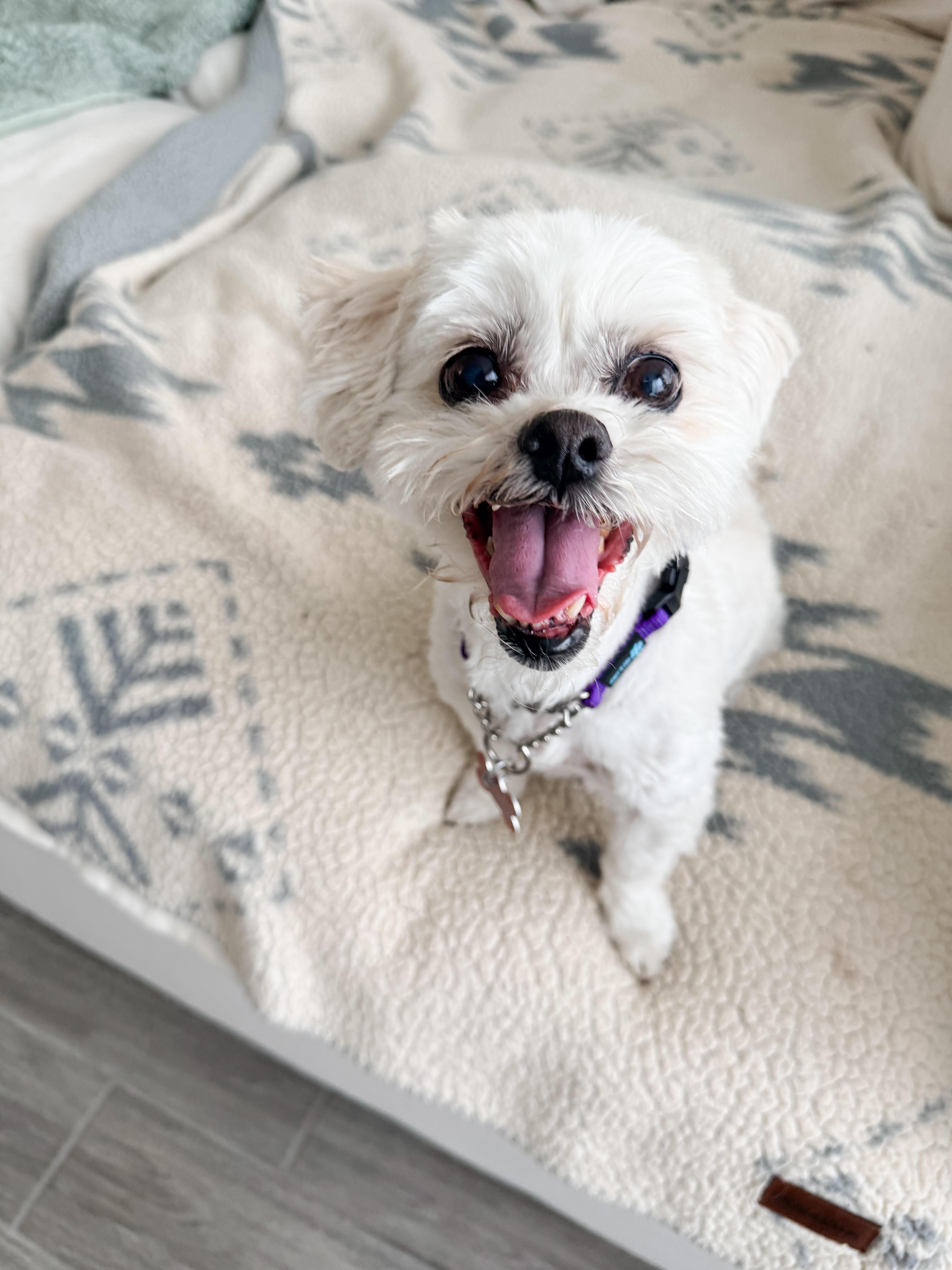 Cupid, ADOPTABLE, Senior Female Shih Tzu & Maltese.