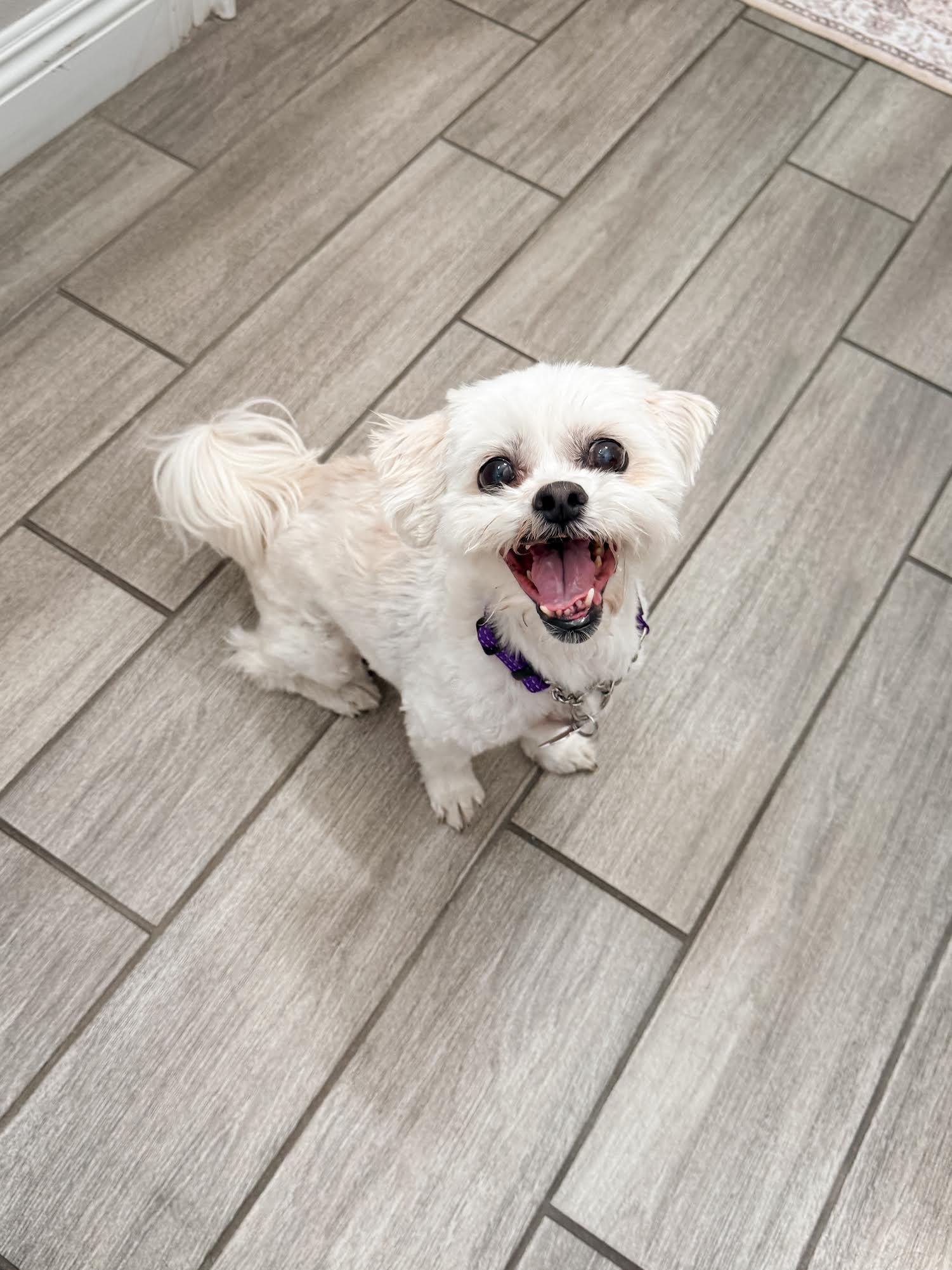 Cupid, a ADOPTABLE mixed breed in Las Vegas, NV image 2/3