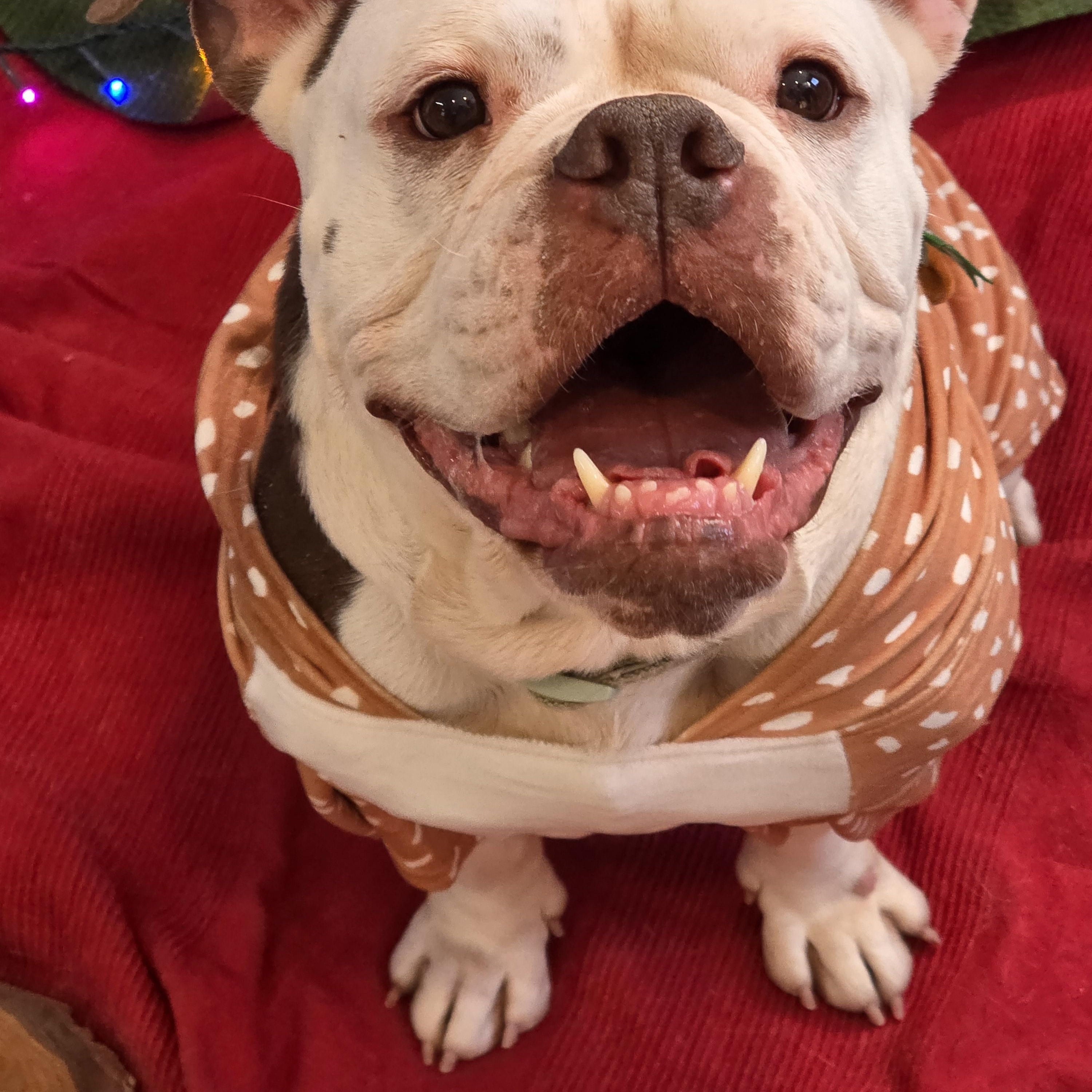 Enlarge Annie, an adopted English Bulldog in Farmington, MN image 4/5