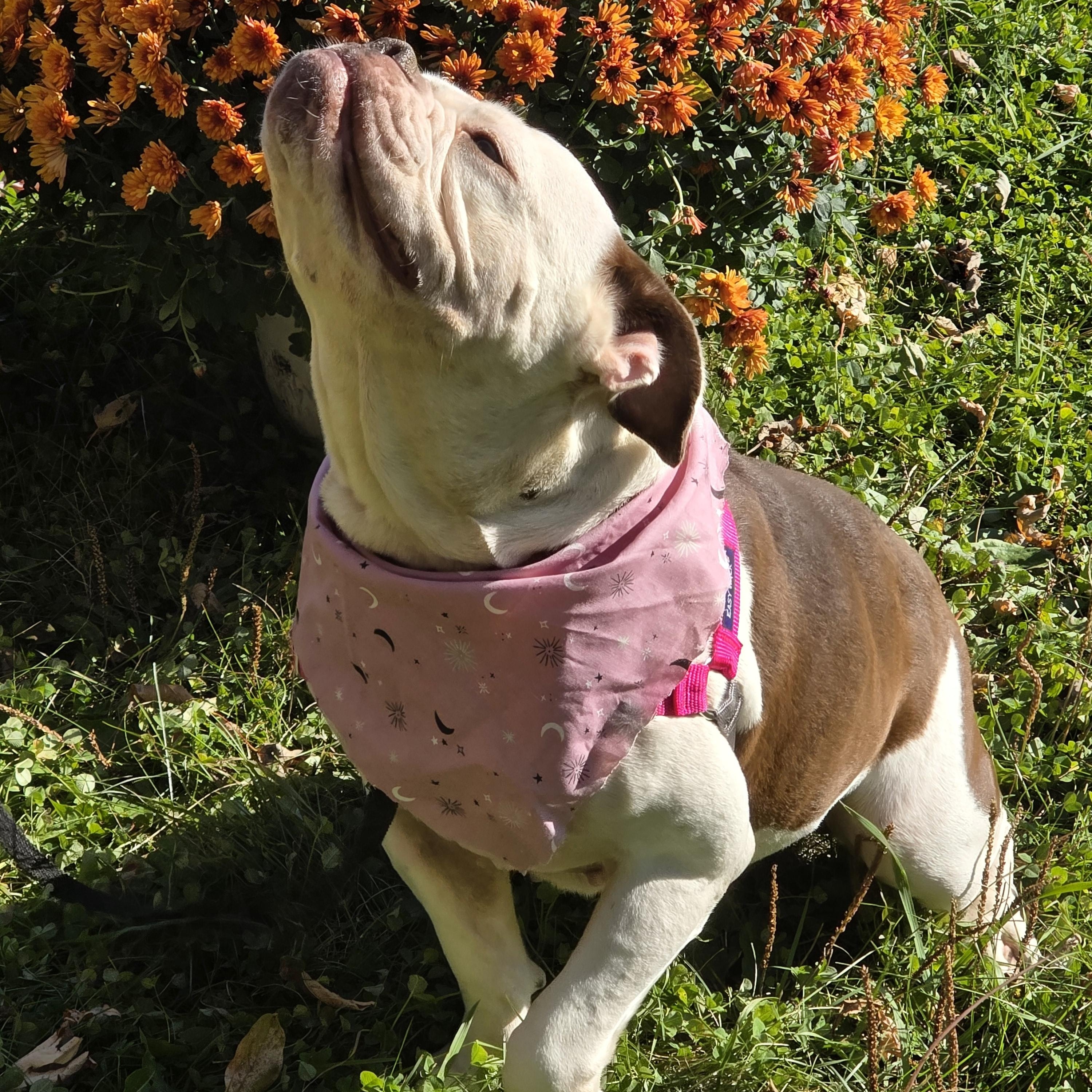 Enlarge Annie, an adopted English Bulldog in Farmington, MN image 5/5