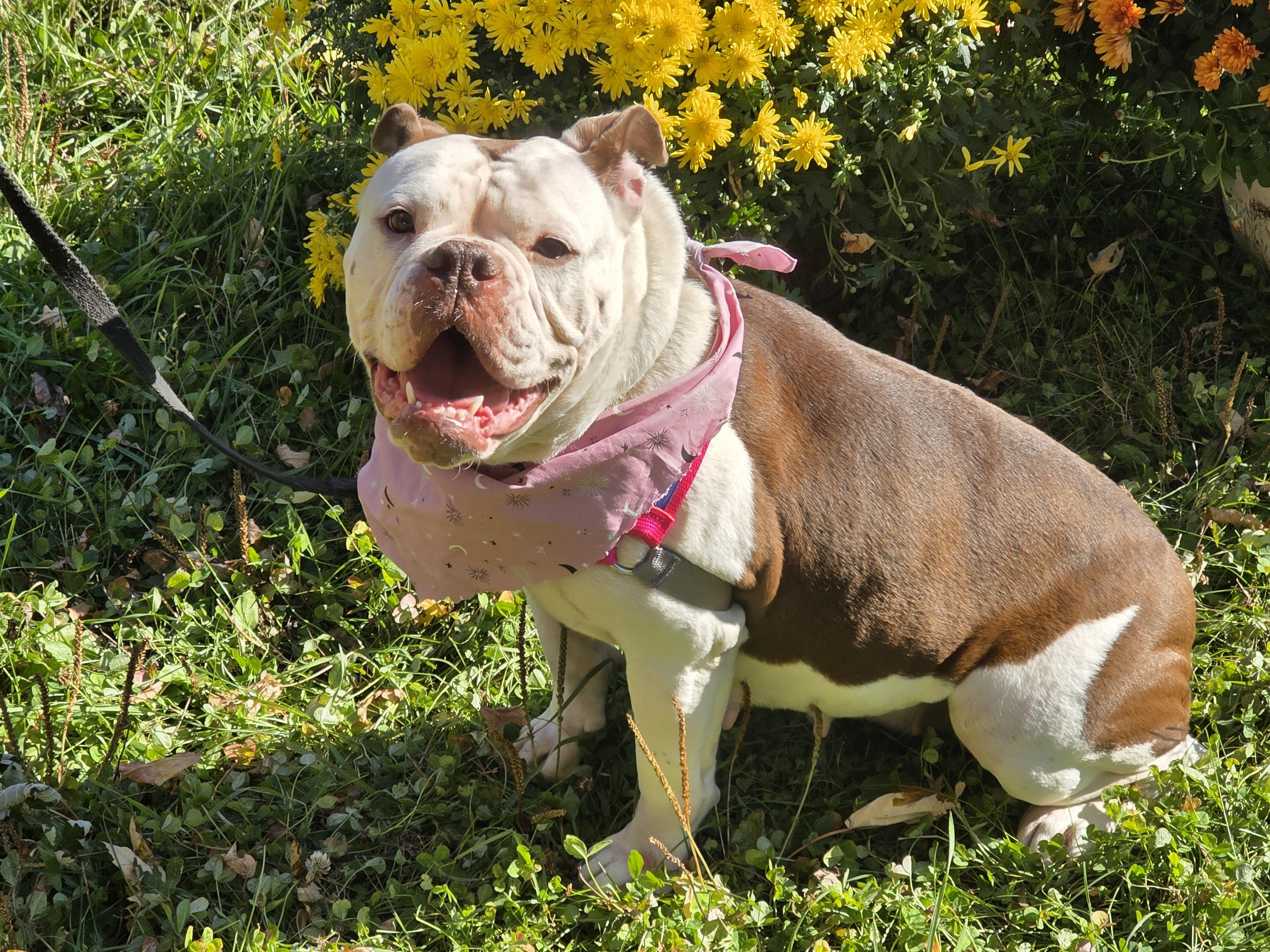 Enlarge Annie, an adopted English Bulldog in Farmington, MN image 1/5