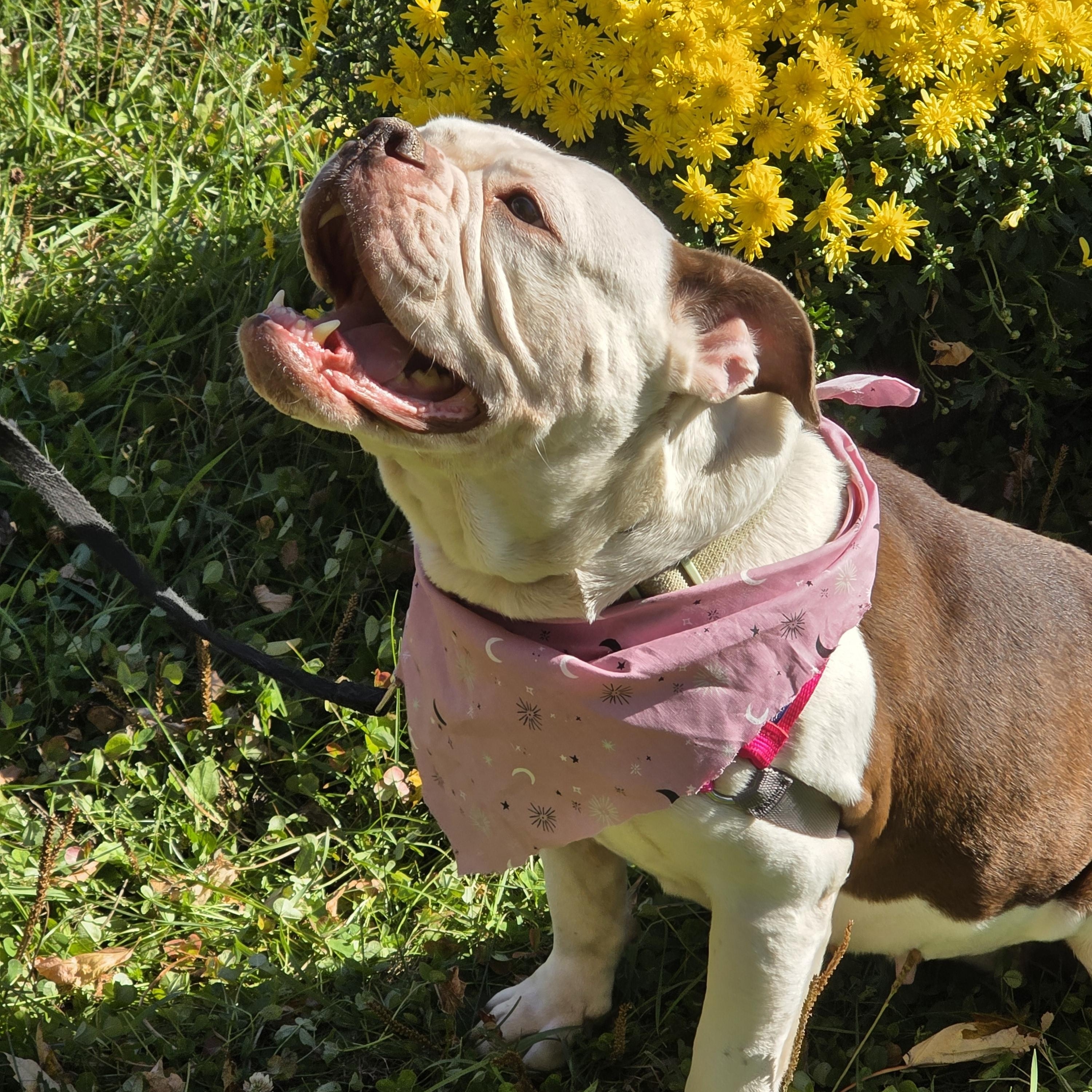 Enlarge Annie, an adopted English Bulldog in Farmington, MN image 3/5