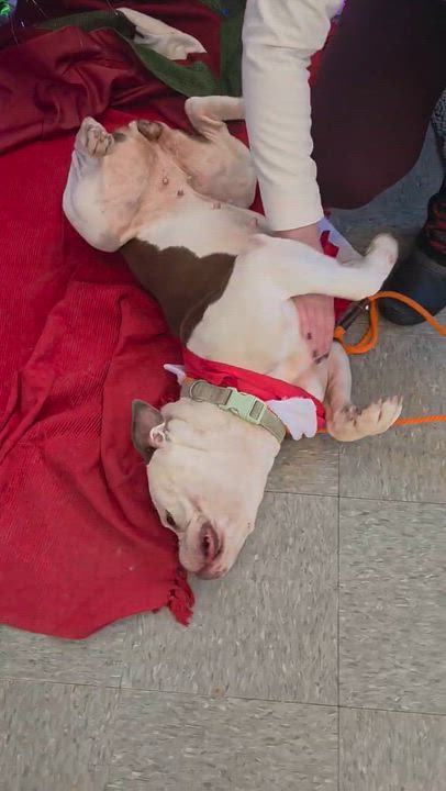 Enlarge Annie, an adopted English Bulldog in Farmington, MN video 2/5