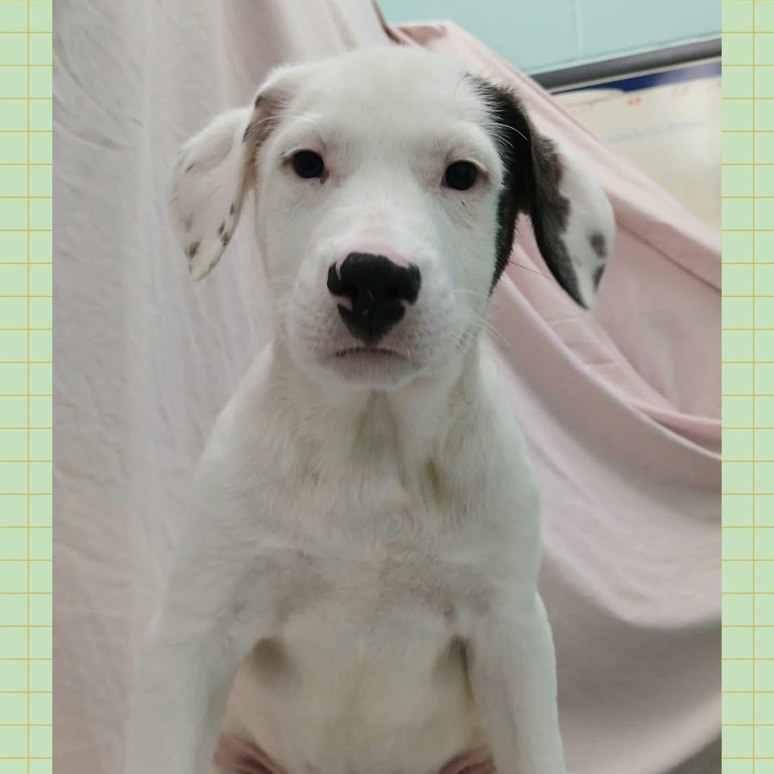 Mr Mertle, an adoptable Mixed Breed in Iron River, MI, 49935 | Photo Image 2
