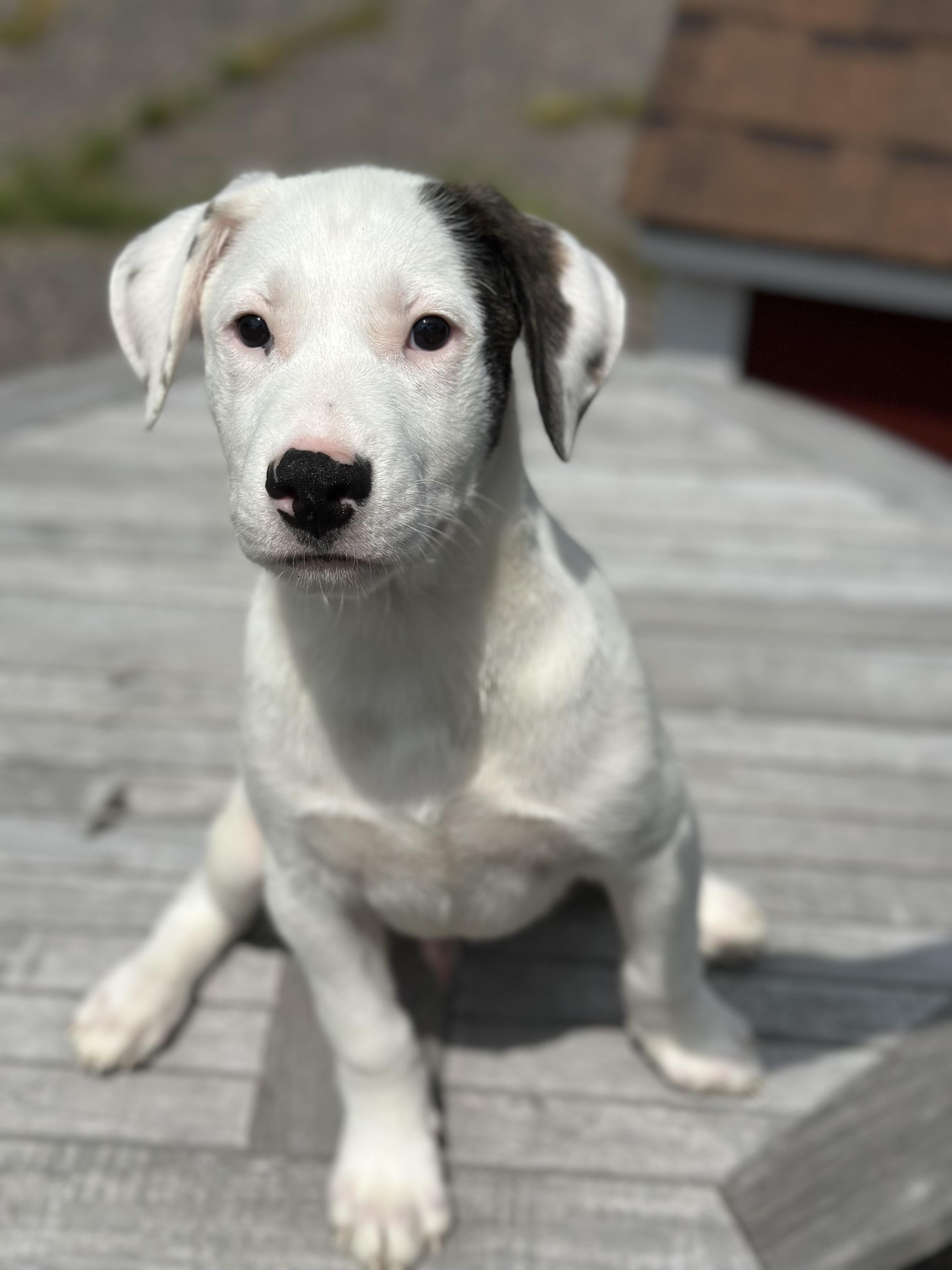 Mr Mertle, an adoptable Mixed Breed in Iron River, MI, 49935 | Photo Image 1