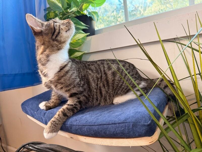 Diane Gillespie TCHS